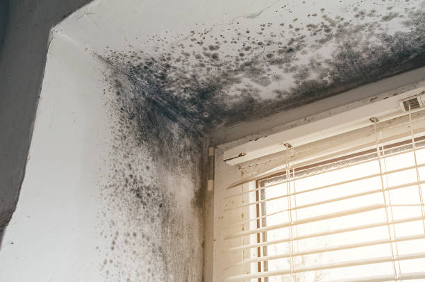 Trusted Mold Testing service in Angier, NC - Cheap Mold Removal
